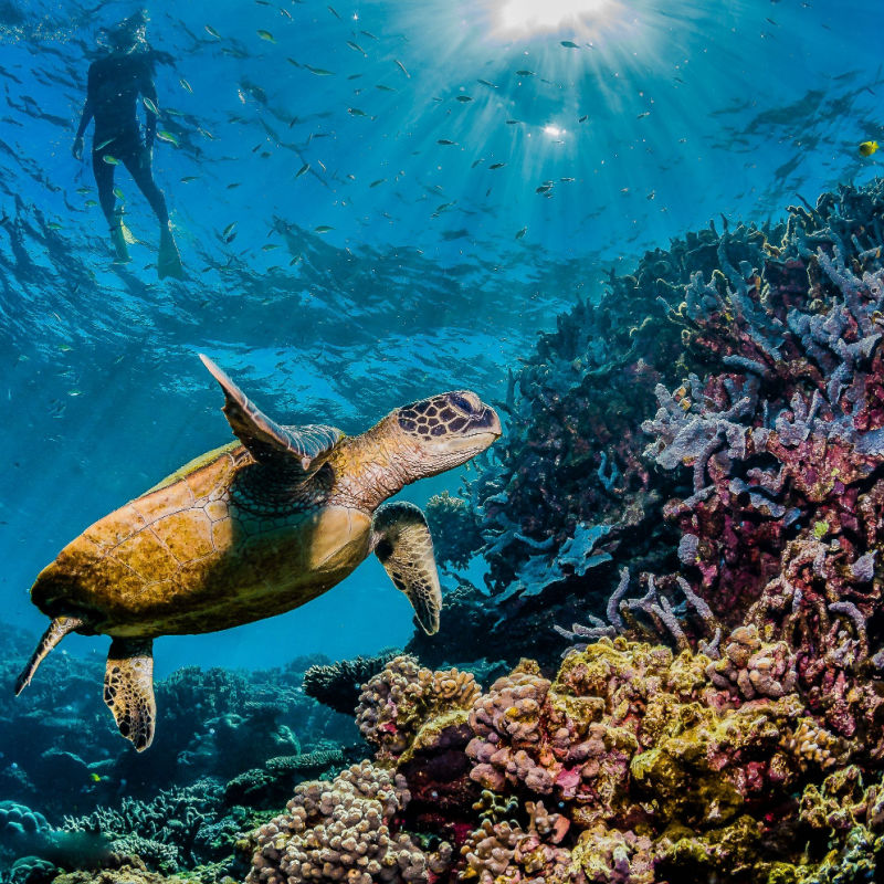 Turtle swimming among colorful coral reef with swimmers and divers observing nearby