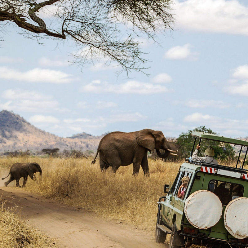 Watching Elephants on Safari, travel