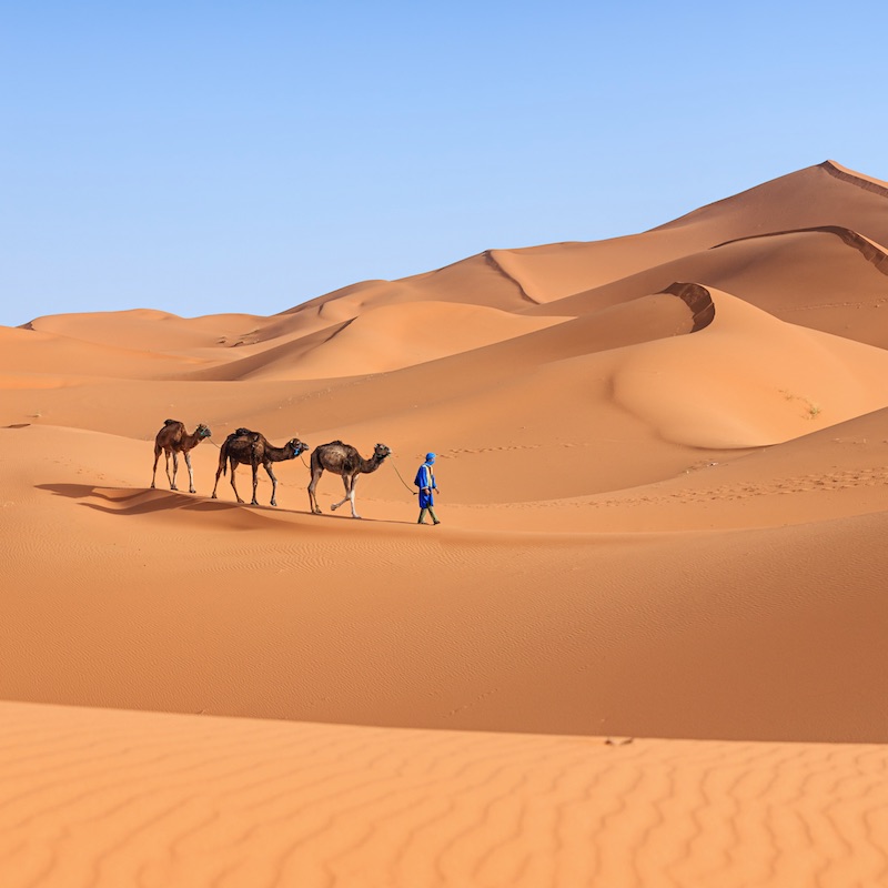 Man walking camels in the desert