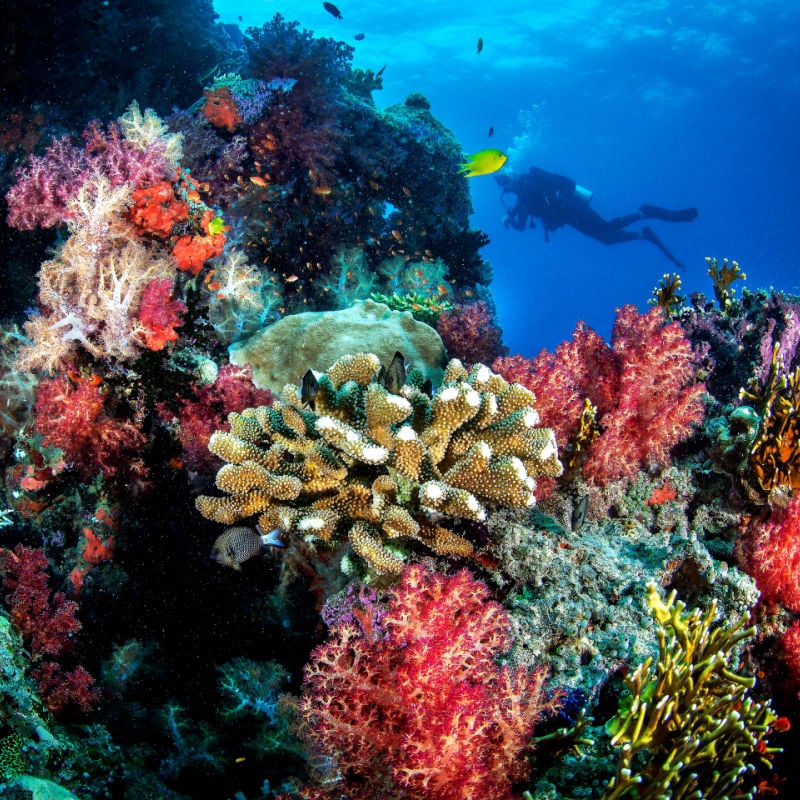 diver exploring colorful coral reefs in fiji