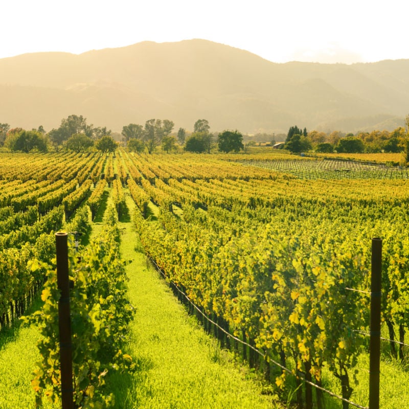 a sunny vineyard in napa valley california in fall