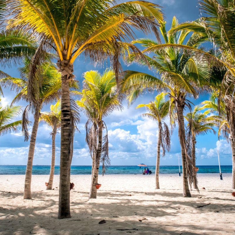 palm trees in plyacar beach