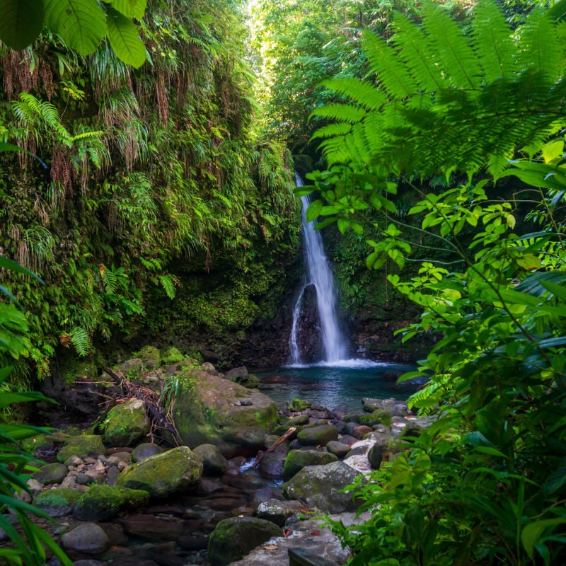 hidden waterfall in jungle of dominica