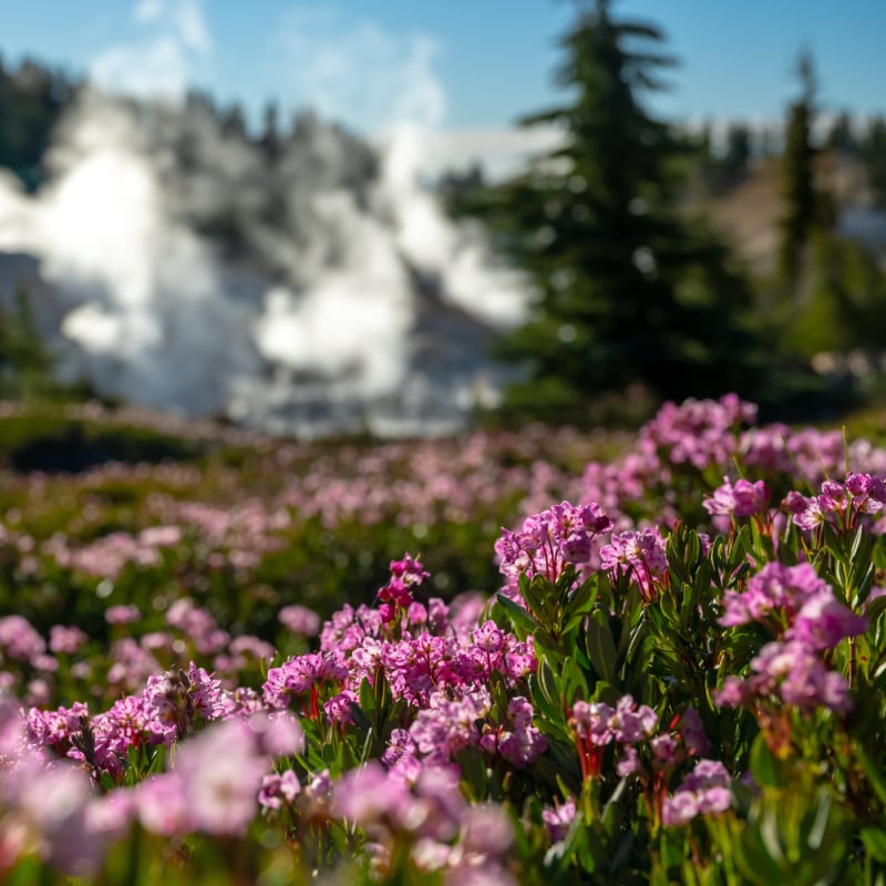 pink flowers blooming Lassen Volcanic National Park