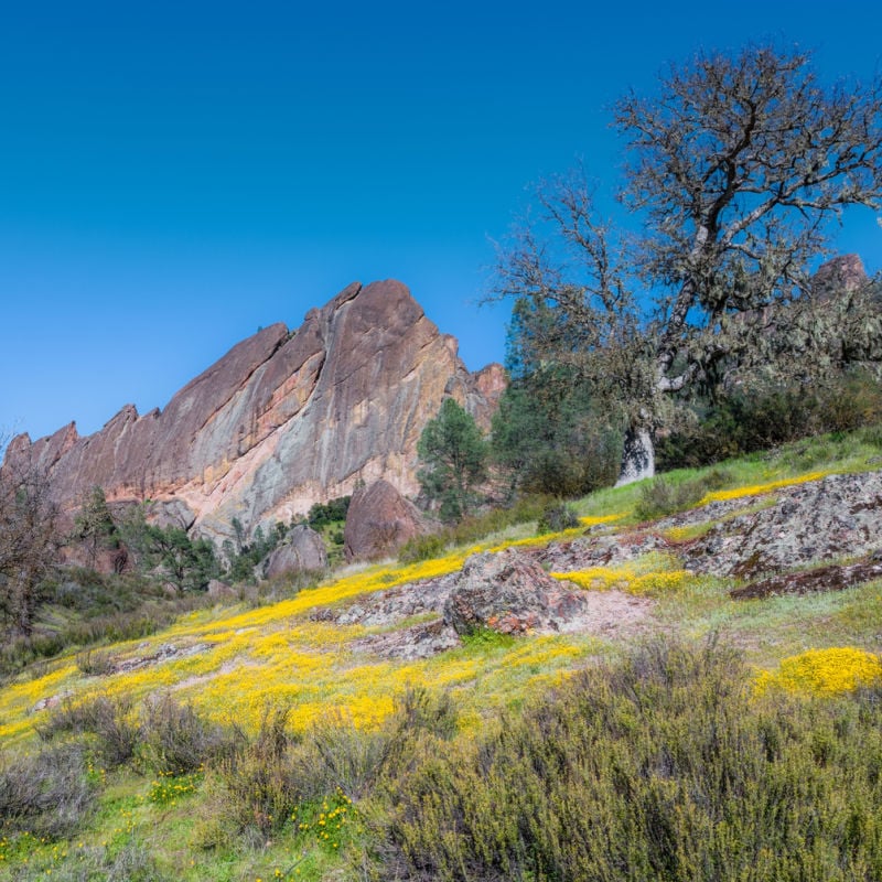 field of flowers in pinnacles national park