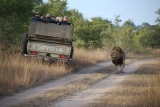 African Tour – Discover Why The Safari Is A Life Changer
